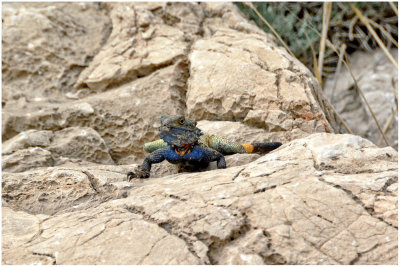 large-scaled rock agama 