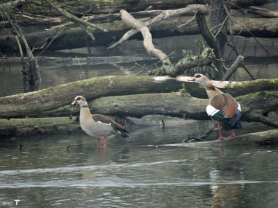 egyptian geese