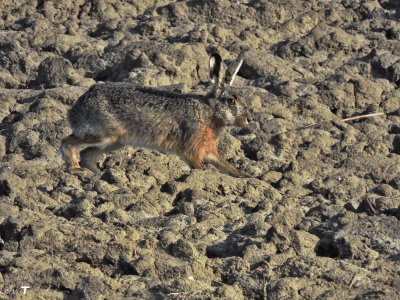 common hare on the run