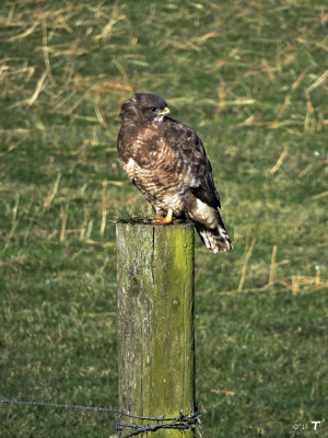 common buzzard