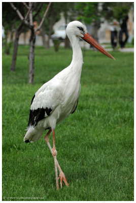wild stork