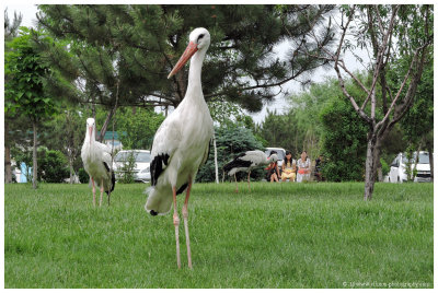 wild storks