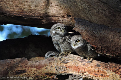 Spotted Owls
