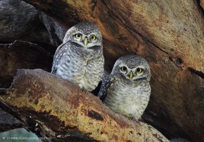 Spotted Owls