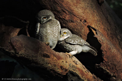 Bagan's Spotted Owl Family