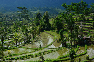 Sidemen rice terraces