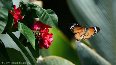 a butterfly came flutter by