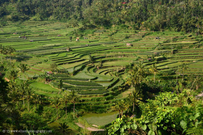 Mahagiri Rice Terraces