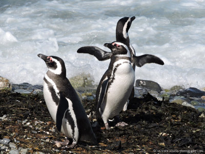 Penguins of Patagonia
