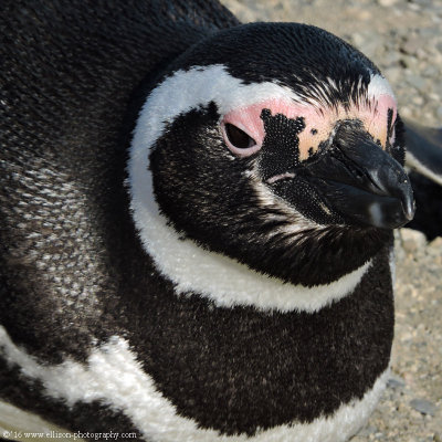 magellan penguin