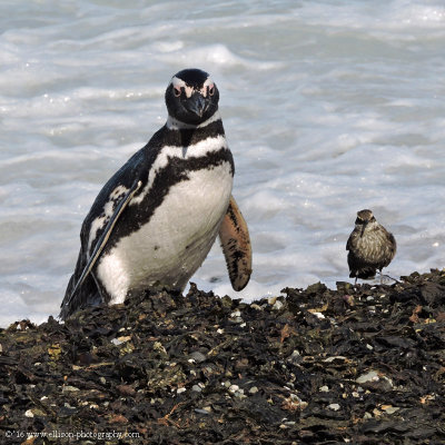 magellan penguin & correndera pipit