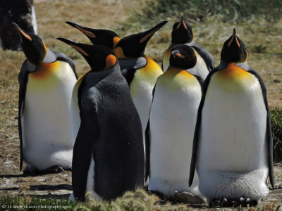 King Penguins