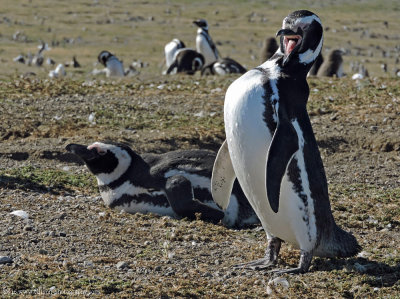 magellan penguins