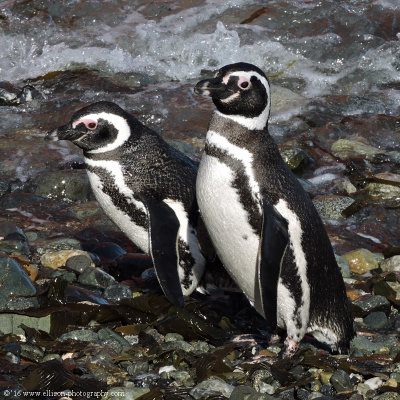 magellan penguins