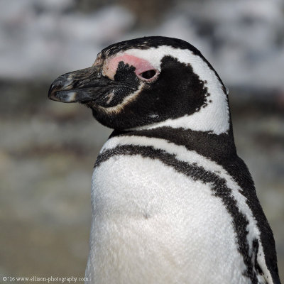 magellan penguin