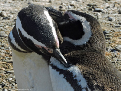 magellan penguins