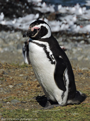 magellan penguin