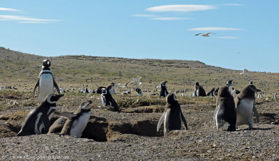 magellan penguins