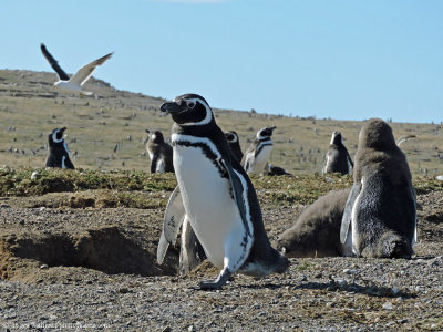 magellan penguins