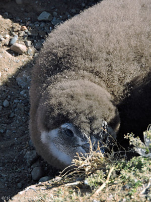 Penguins of Patagonia