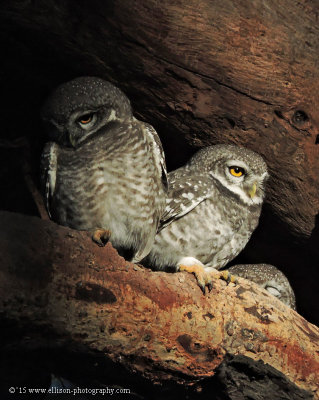 Spotted owl family