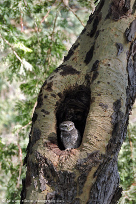 Spotted Owl family