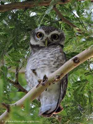 Spotted Owl family