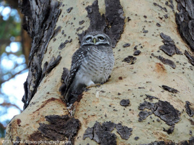 Spotted Owl family