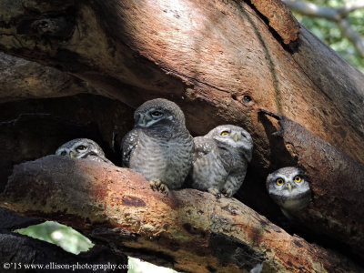 Spotted Owl family