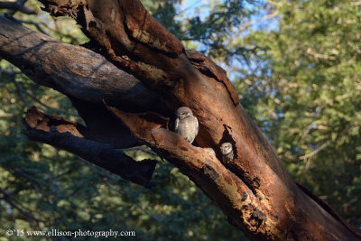 Spotted Owl family