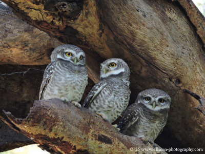 Bagan's Spotted Owl Family