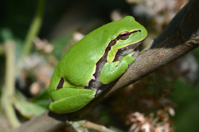 european treefrog