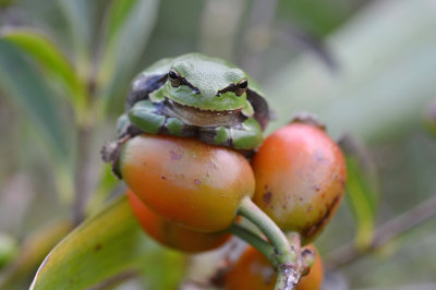 european treefrog