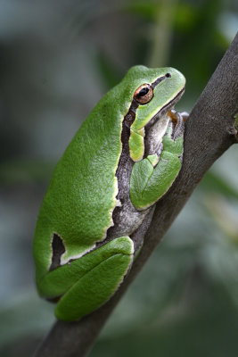 european treefrog