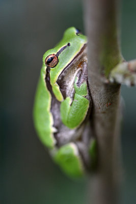 european treefrog