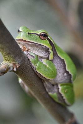 european treefrog