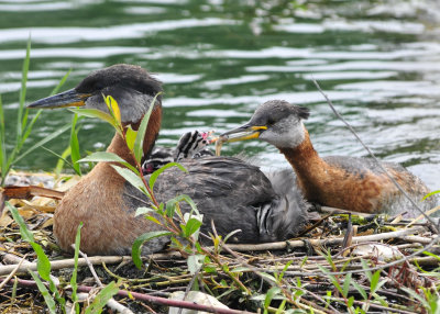 Red Necked Grebe and babies