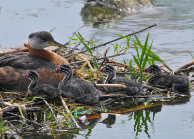Red Necked Grebe and babies