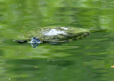 Big Turtle