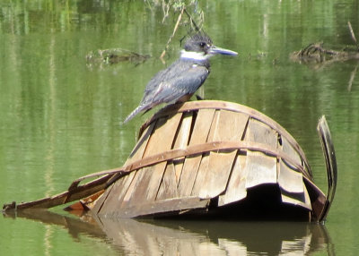 Belted Kingfisher