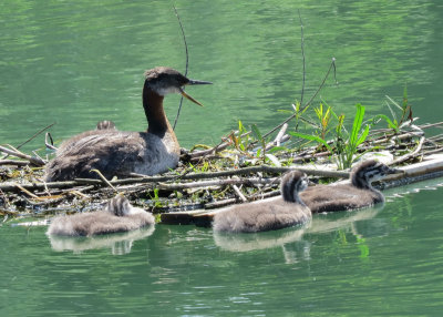 Red Necked Grebes