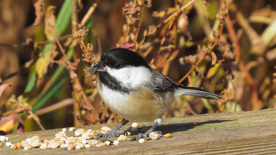 Black Capped Chickadee