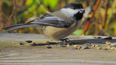 Black Capped Chickadee