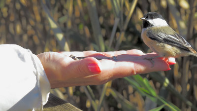 Black Capped Chickadee