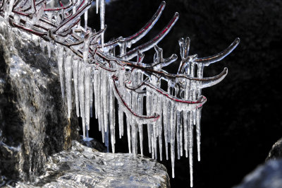 Icicles along the shore