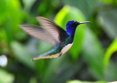 Bird Sanctuary