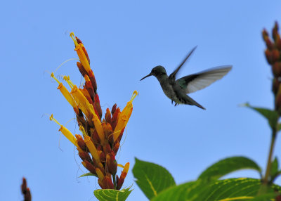 Bird Sanctuary