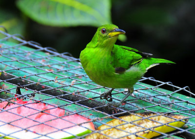 Bird Sanctuary
