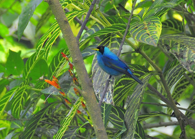 Bird Sanctuary