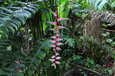 Rainforest flowers